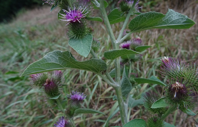 Arctium sp. - Asteraceae